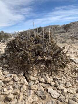 Imagem de Artemisia pygmaea A. Gray