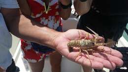 Image of Caribbean Spiny Lobster