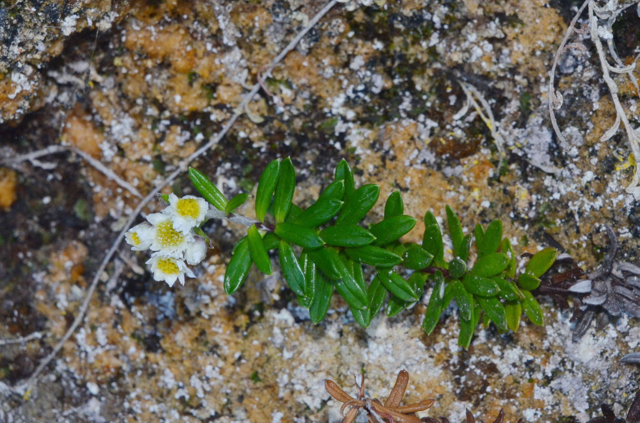 Image of <i>Anaphalioides subrigida</i>