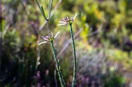 Plancia ëd Erica fascicularis L. fil.