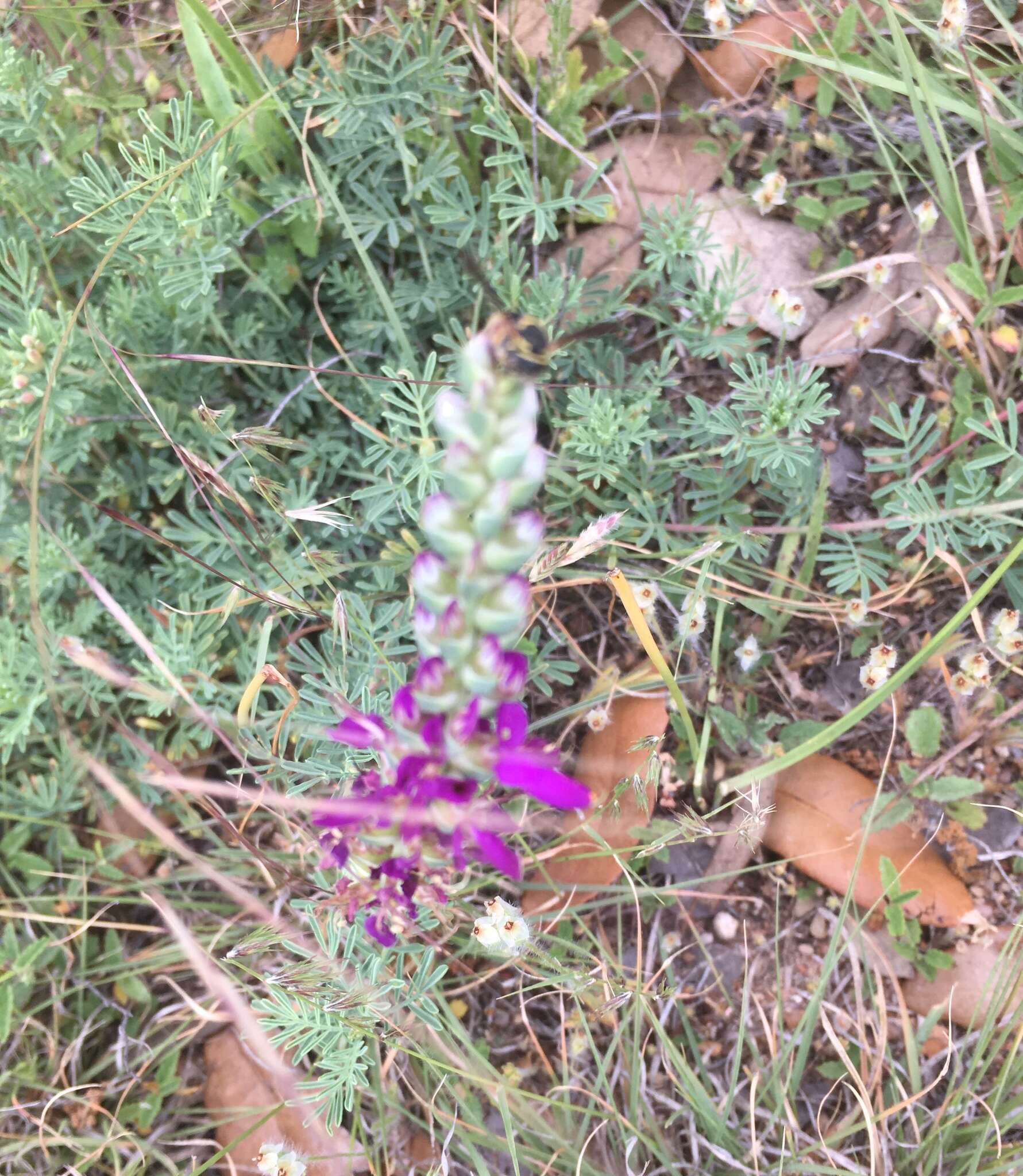 Image of purple dalea