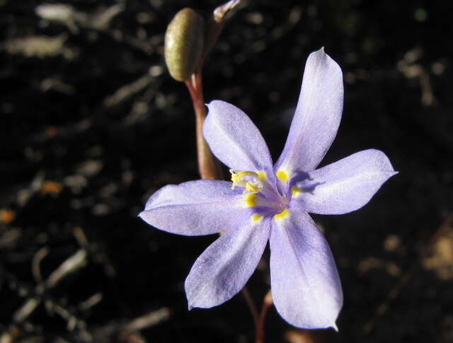 Image of Moraea polyanthos L. fil.