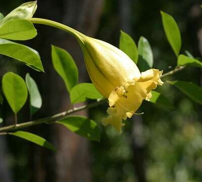 Plancia ëd Solandra longiflora (Britton & Wilson) Tussac