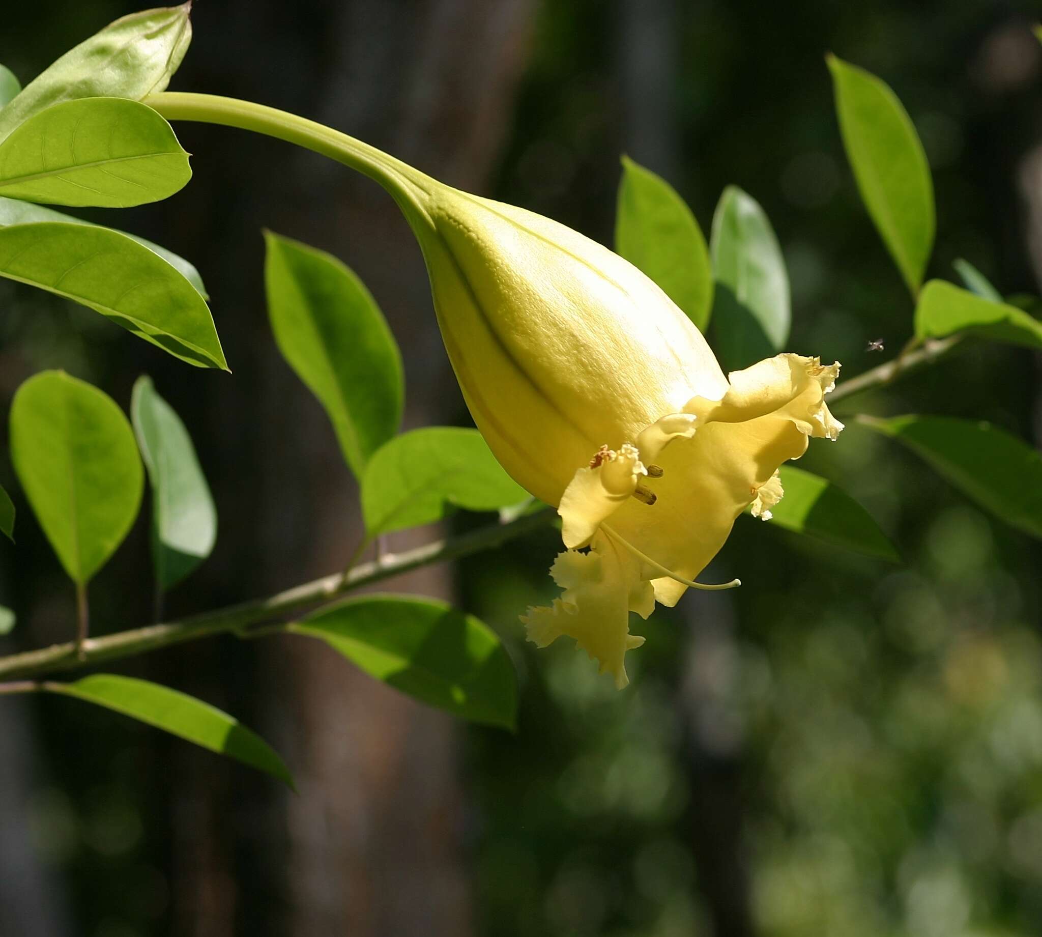 Imagem de Solandra longiflora (Britton & Wilson) Tussac