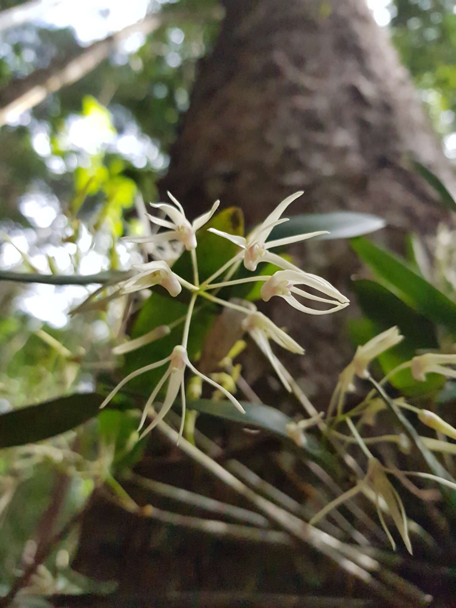 صورة Dendrobium aemulum R. Br.