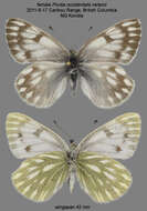 Image of <i>Pontia occidentalis nelsoni</i>