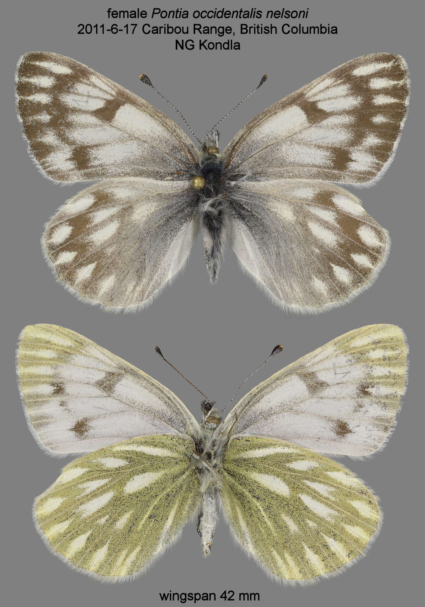 Imagem de <i>Pontia occidentalis nelsoni</i>