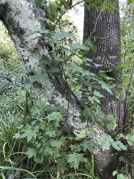 Image of Acer pictum subsp. mono (Maxim.) H. Ohashi