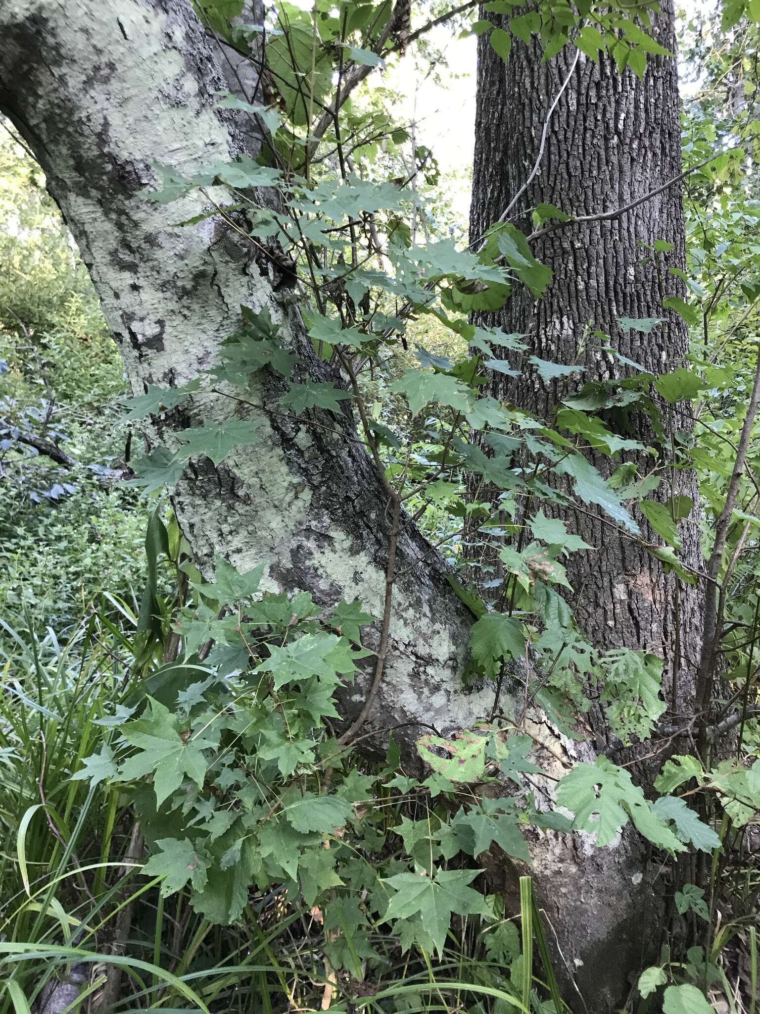 Image of Acer pictum subsp. mono (Maxim.) H. Ohashi