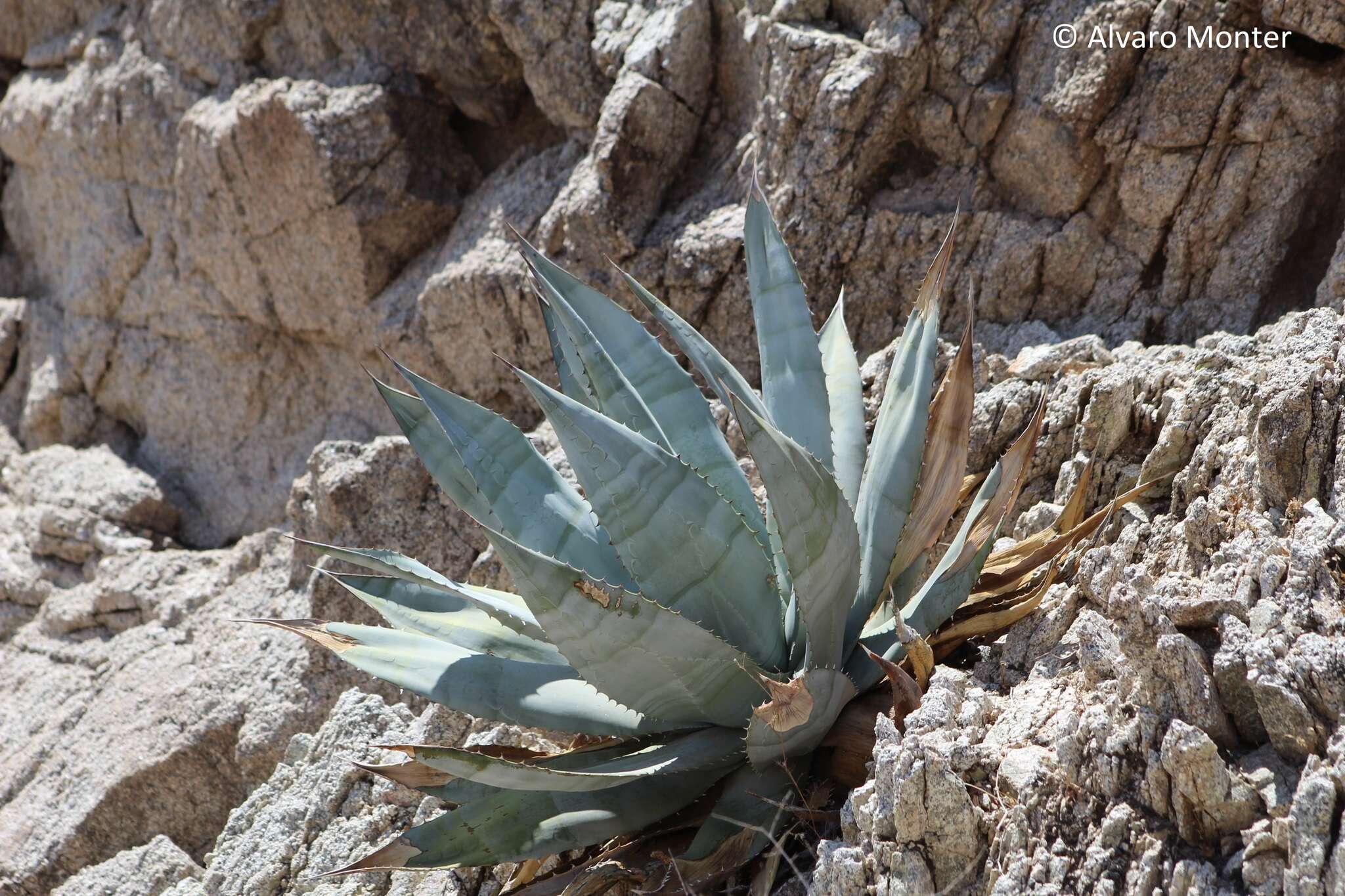 Image of Agave turneri R. H. Webb & Salazar-Ceseña