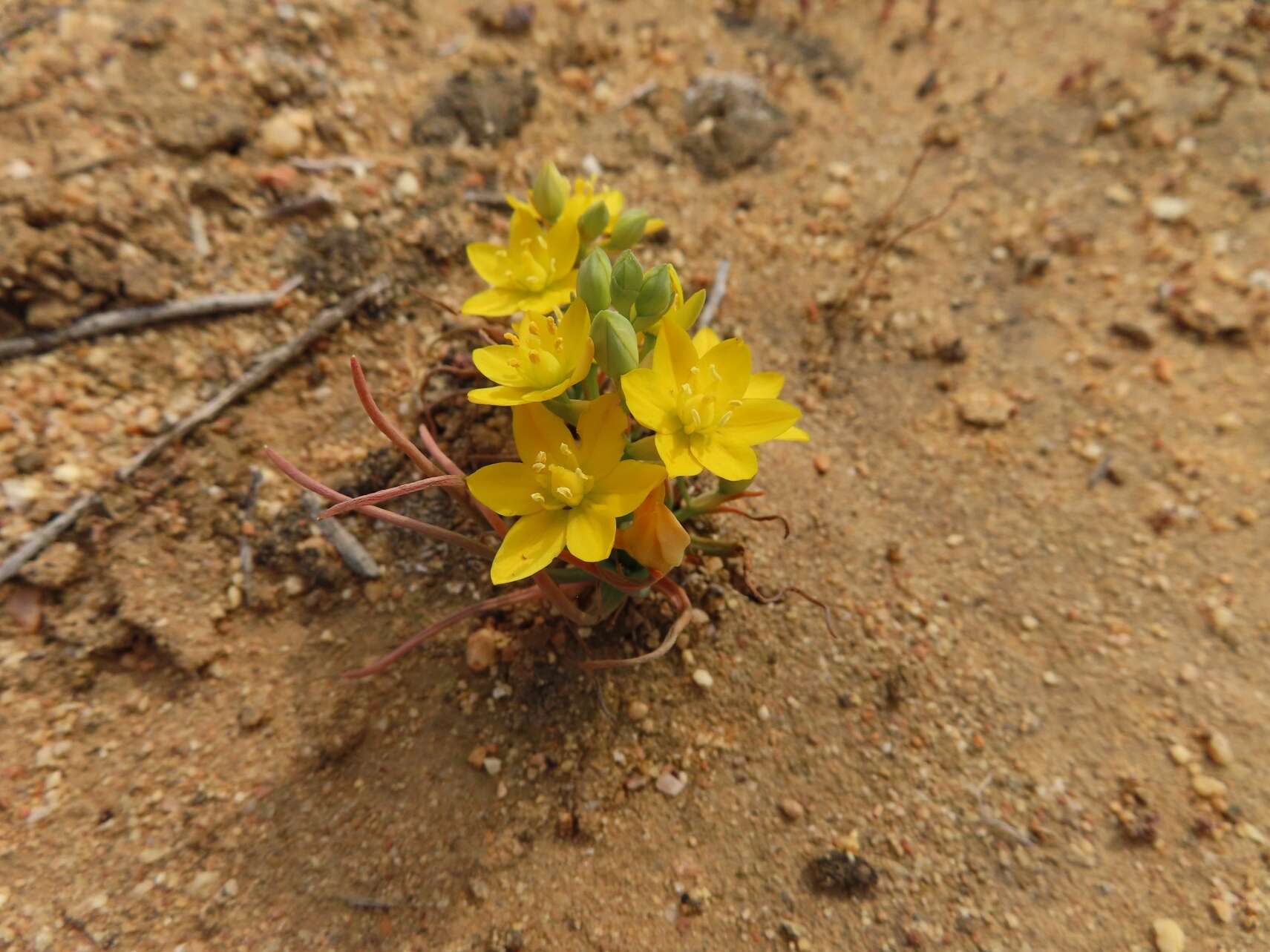 Image of Ornithogalum rupestre L. fil.