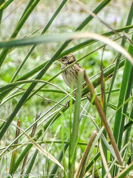 Image of Streaked Weaver