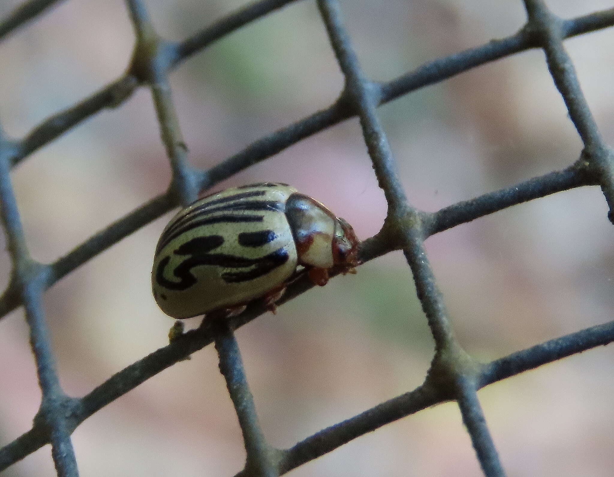 Image of Zygogramma bicolorata