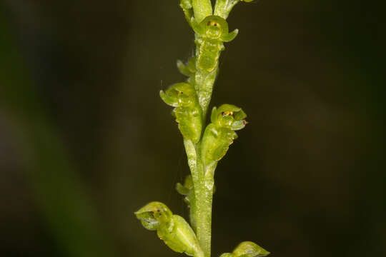 Image of Sweet onion orchid