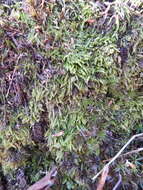 Image of plagiothecium moss