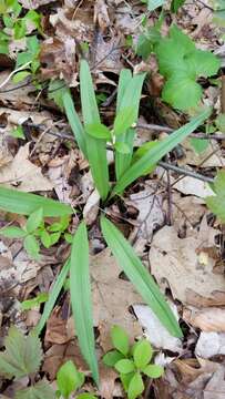 Sivun Allium tricoccum var. burdickii Hanes kuva