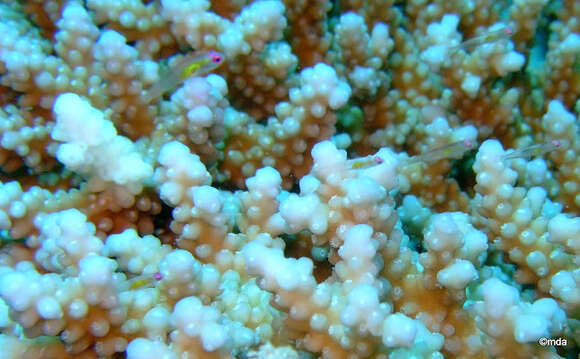 Image of Hovering whipgoby