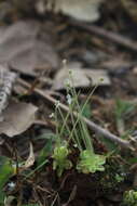 Image of Pinguicula crenatiloba DC.