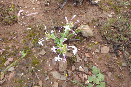 Image de Lapeirousia pyramidalis subsp. pyramidalis