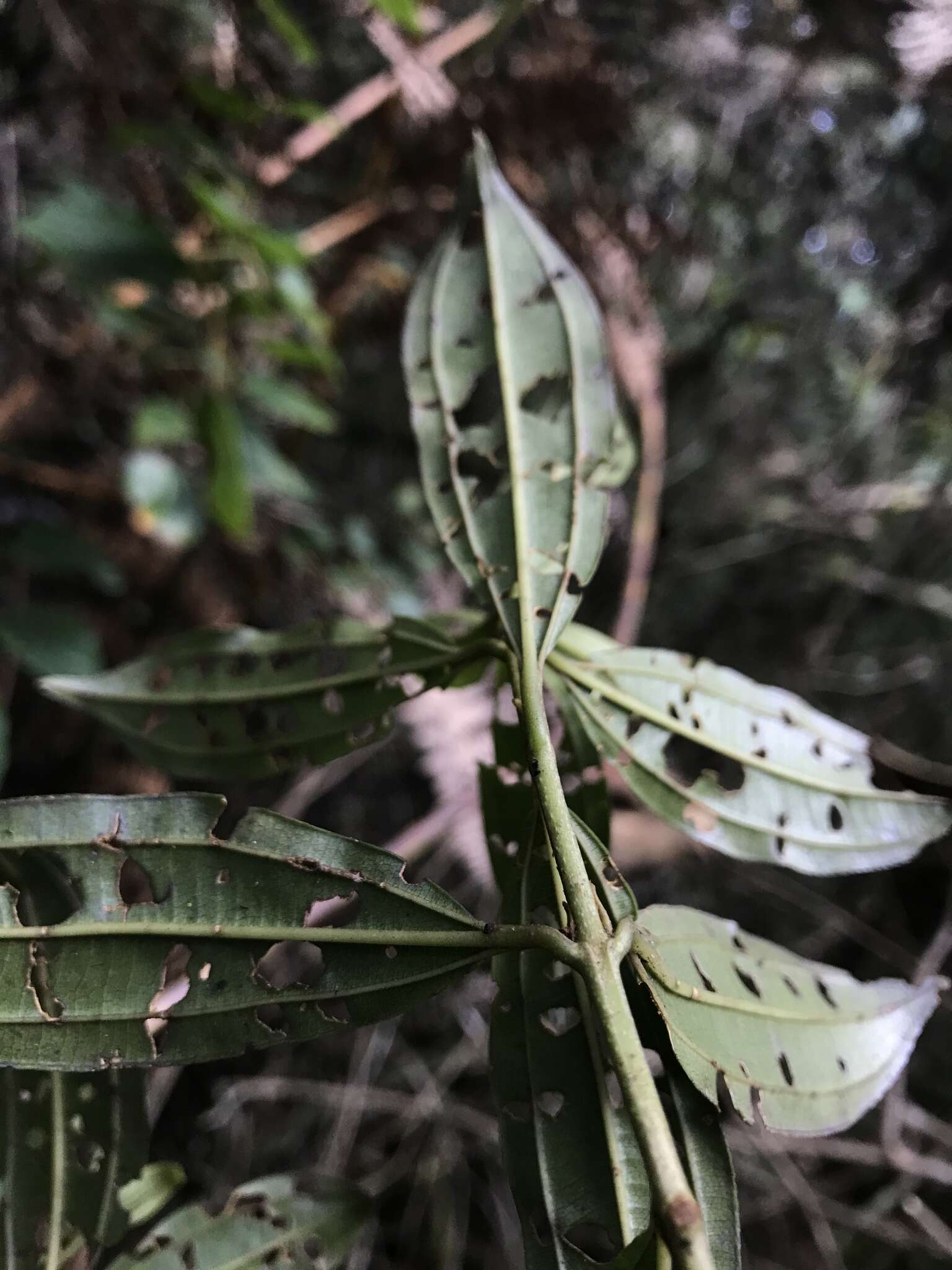 Image of Miconia theizans (Bonpl.) Cogn.