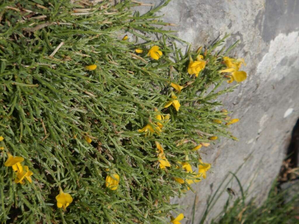 Image of Genista hystrix subsp. legionensis (Pau) P. E. Gibbs