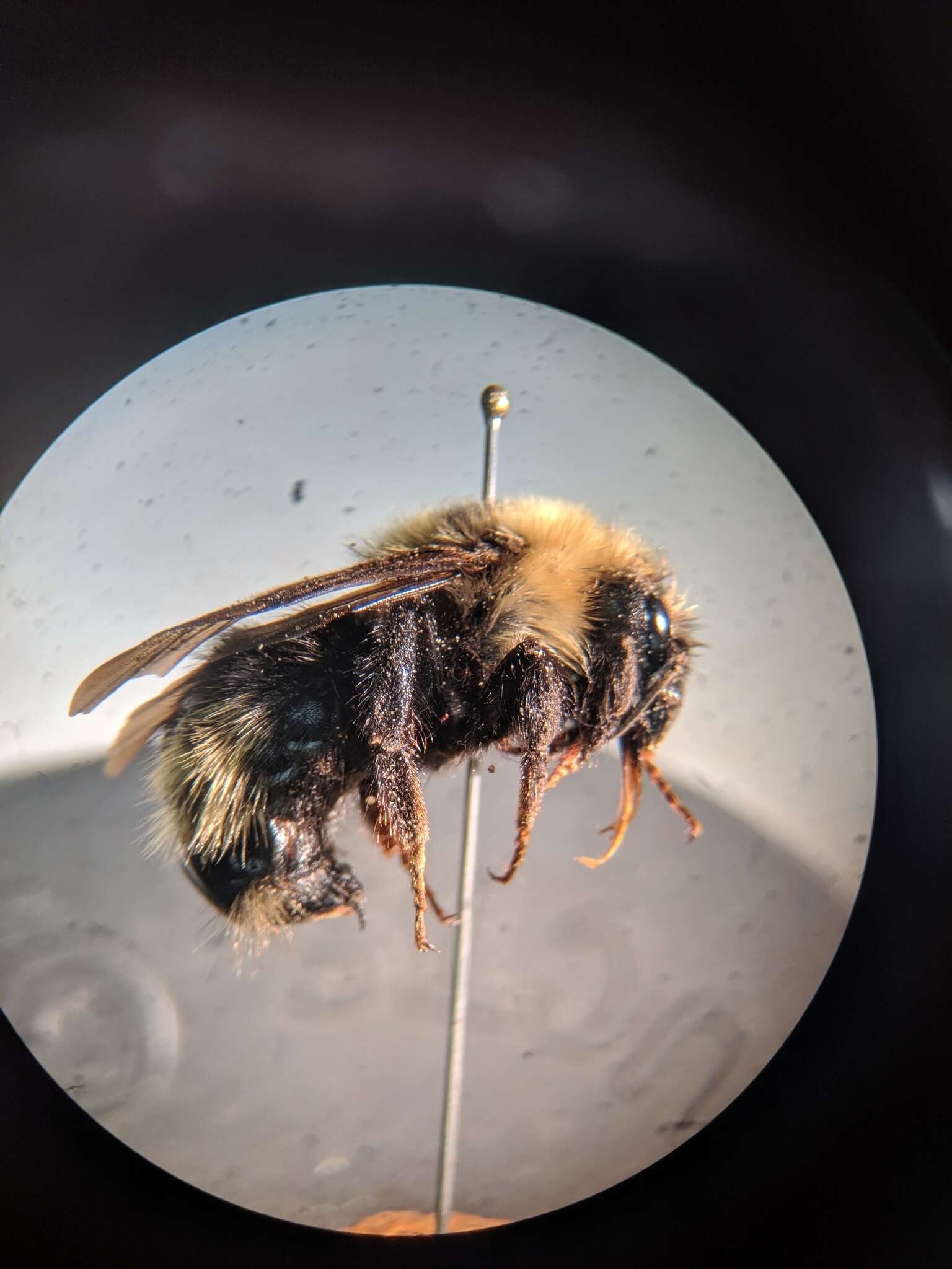 Image de Bombus insularis (Smith 1861)