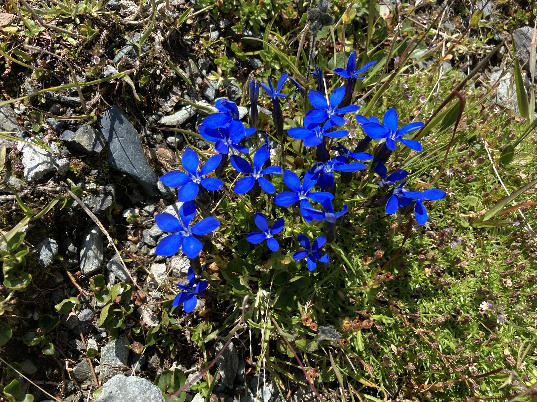 Image of <i>Gentiana <i>bavarica</i></i> subsp. bavarica