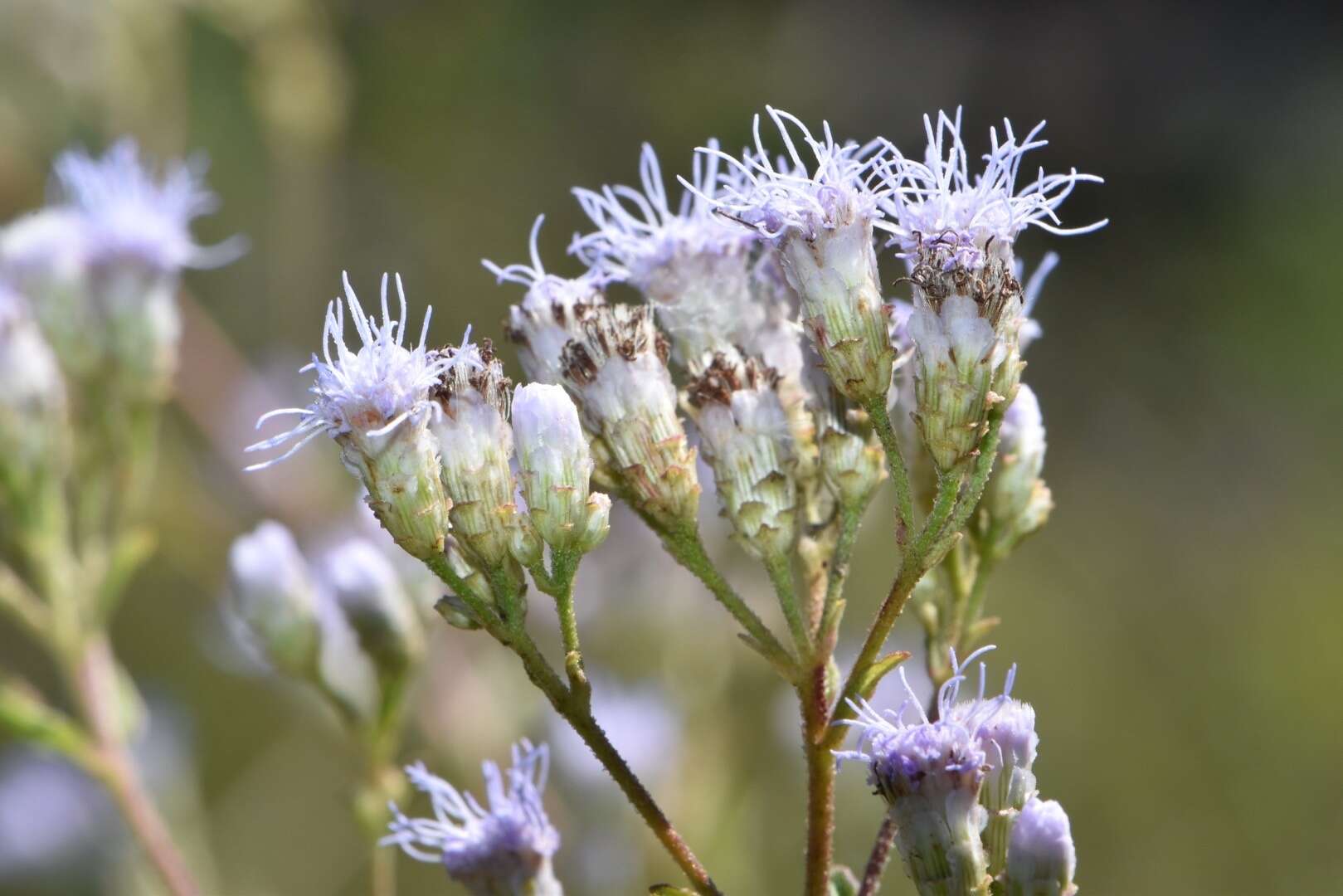 Image of ivyleaf thoroughwort