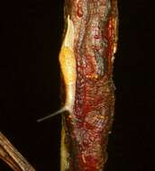 Image of Ratnadvipia karui Raheem & Naggs 2006