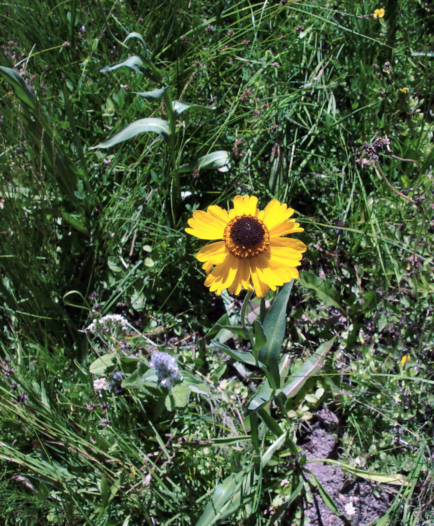 Image of Bigelow's sneezeweed