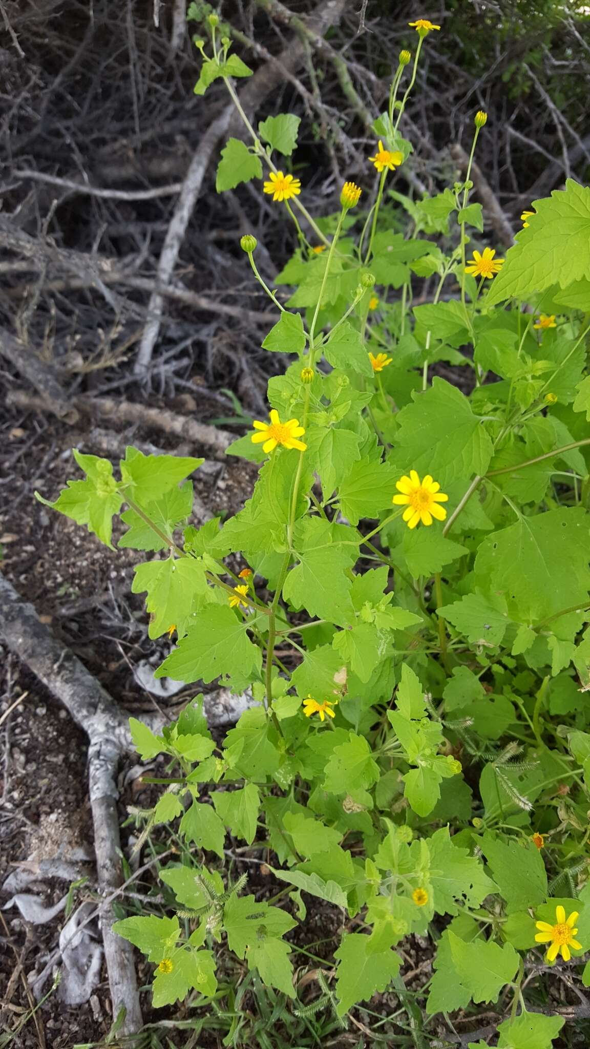 Image of Perityle cuneata var. marginata (Rydb.) I. M. Johnst.