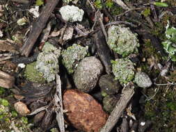 Image of texosporium lichen