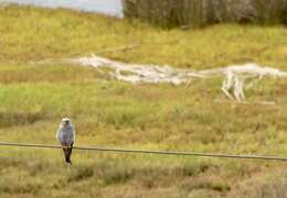 Image of Sooty Falcon