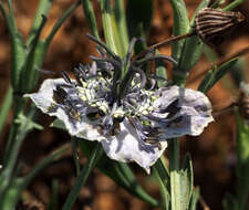 Image of black bread weed