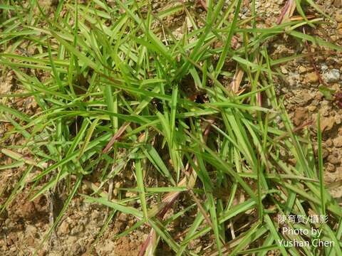 Image of centipede grass