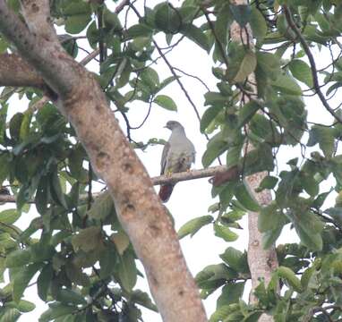 Image of Pemba green-pigeon