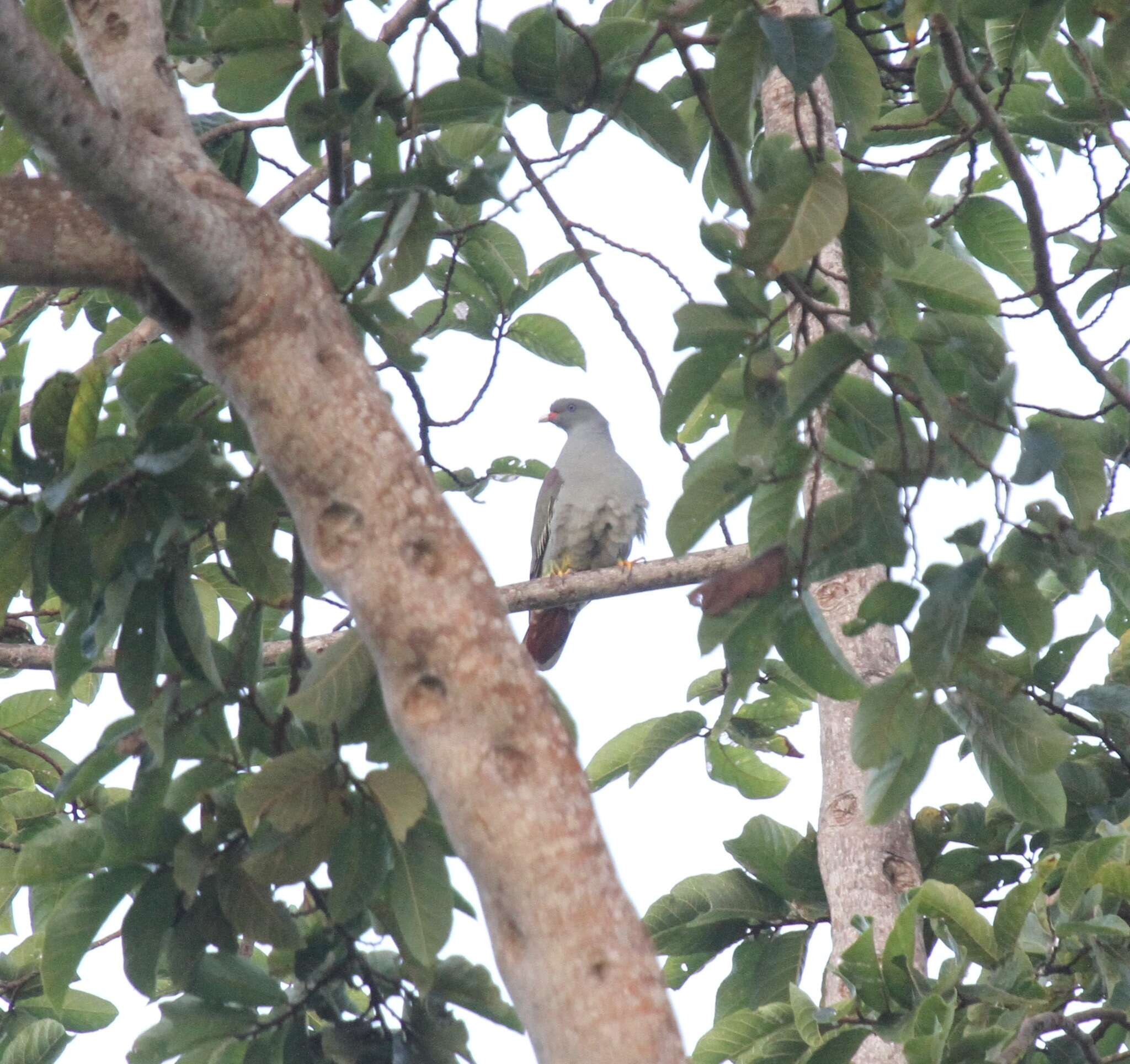 Image of Pemba green-pigeon