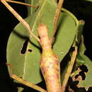 Image of Phasmotaenia lanyuhensis Huang, Y. S. & Brock 2001
