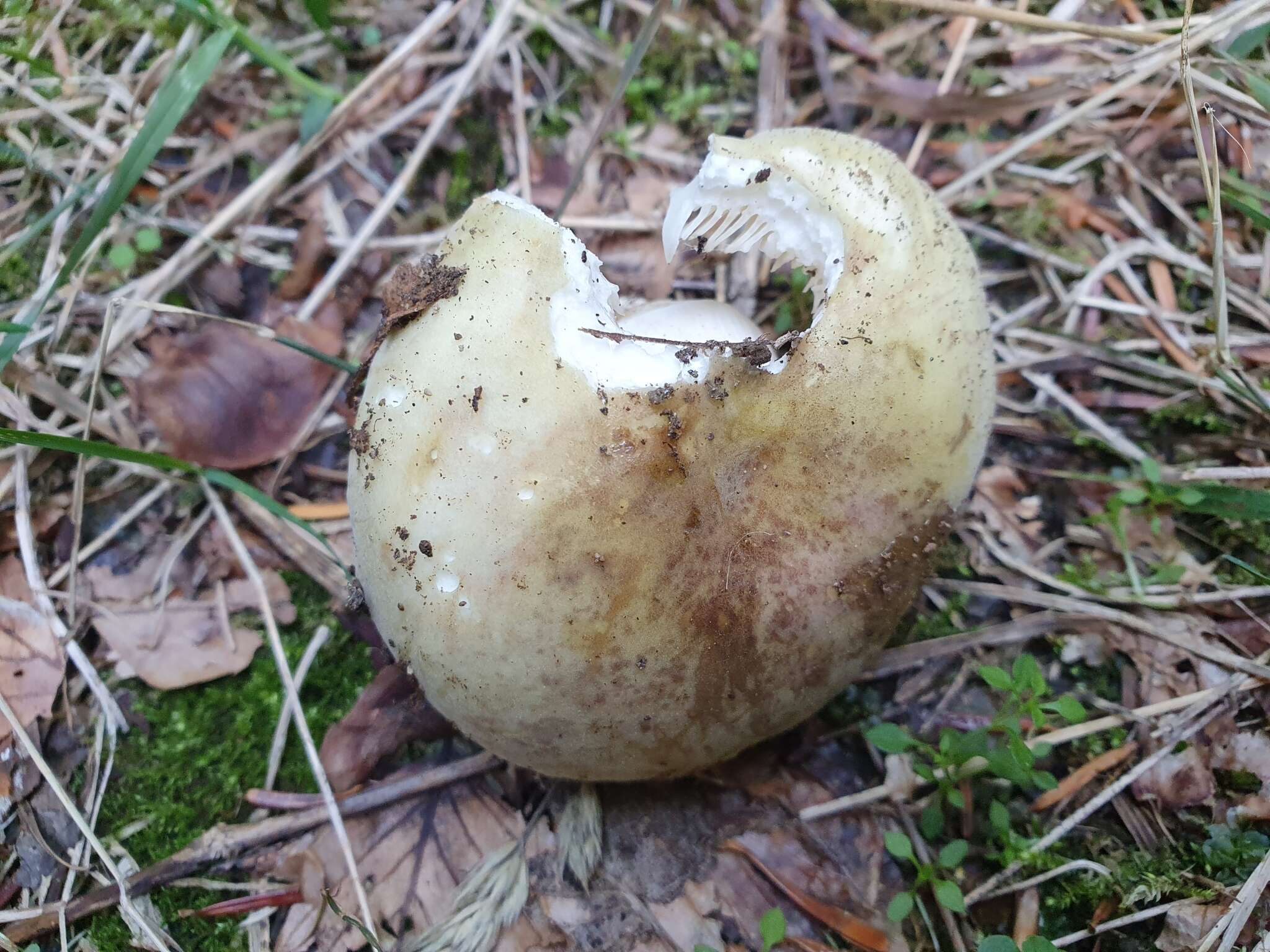 صورة Russula violeipes Quél. 1898