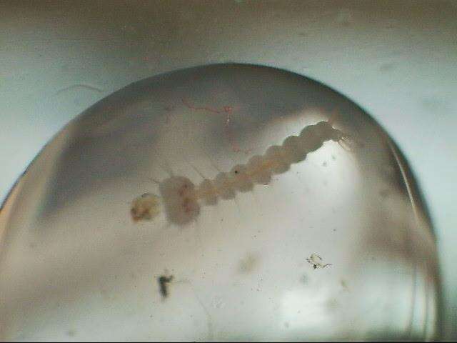 صورة Wyeomyia smithii (Coquillett 1901)