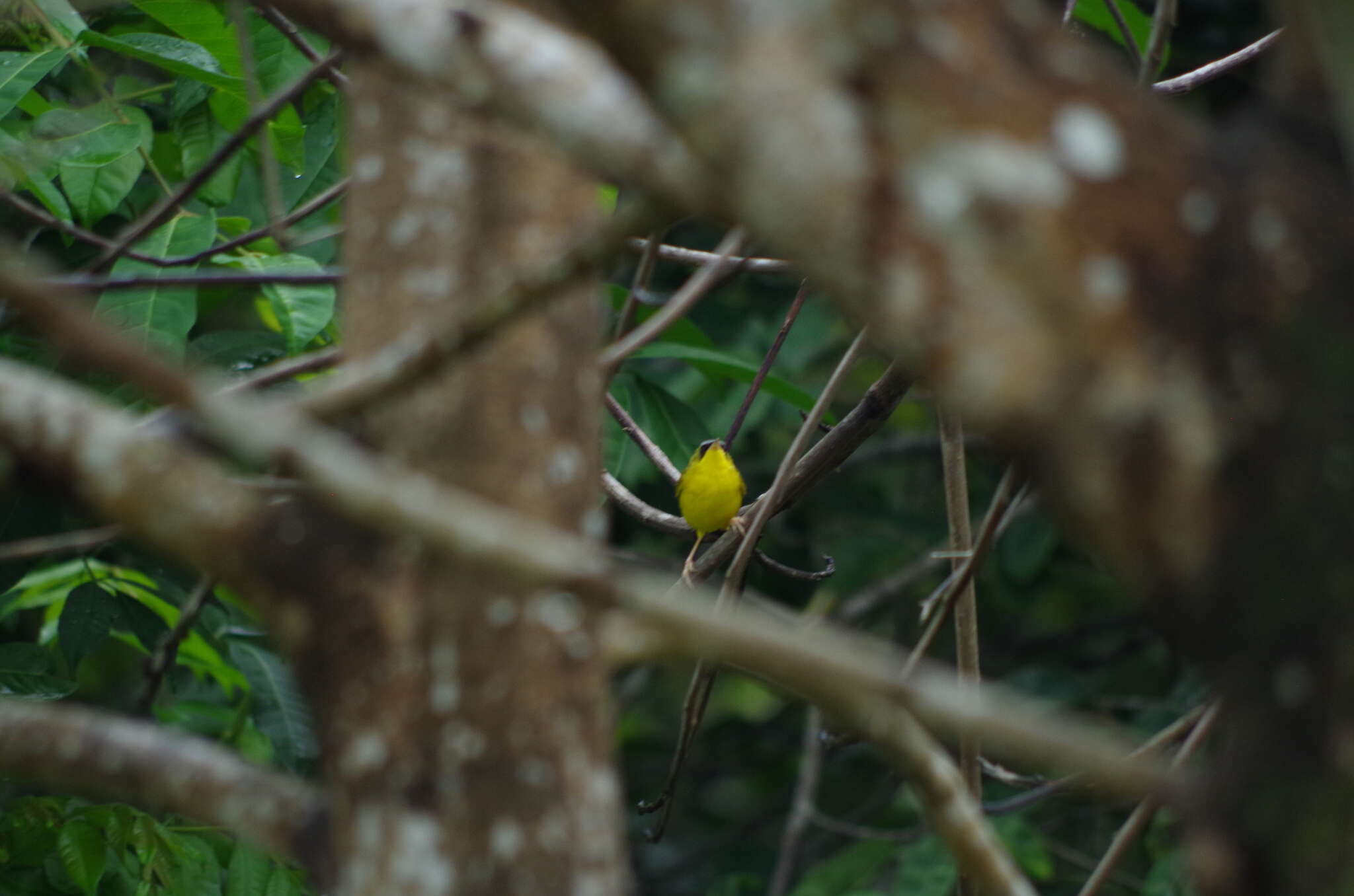 Image of Black-lored Yellowthroat