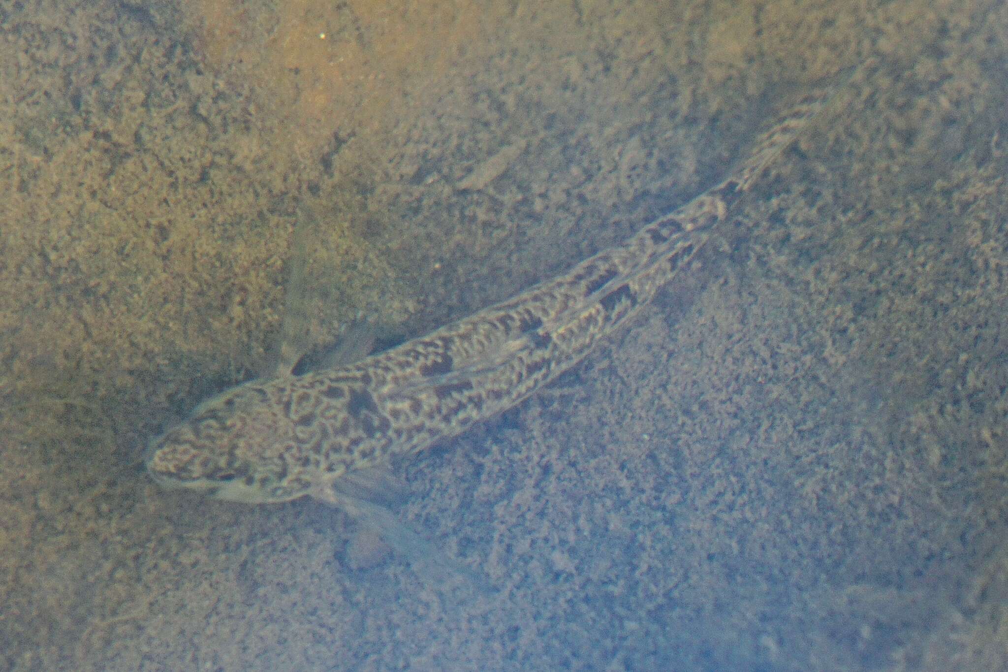 Image of Tessellated Darter