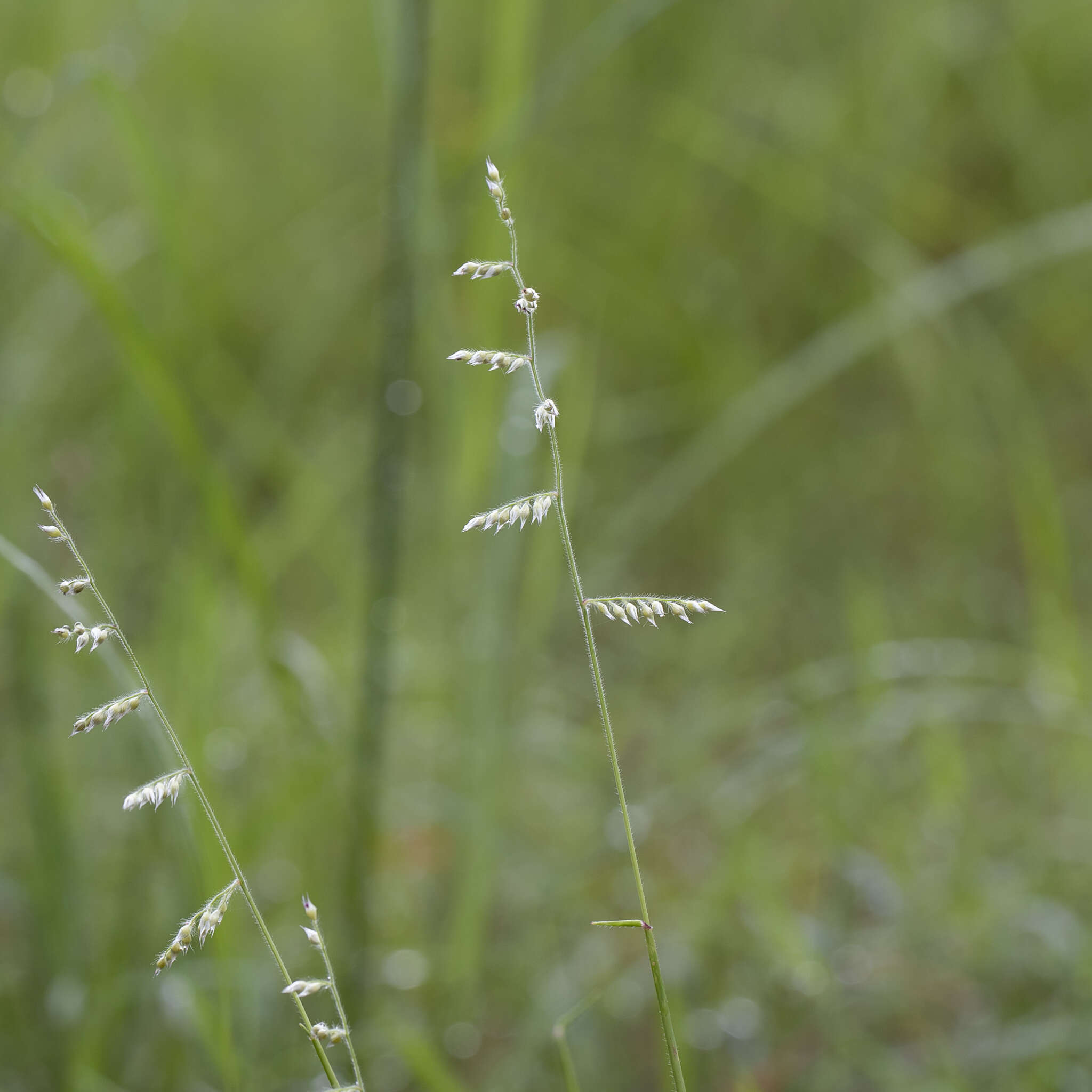 Image of Brachiaria holosericea (R. Br.) Hughes