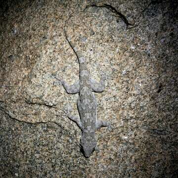 Image of Giant Leaf-toed Gecko