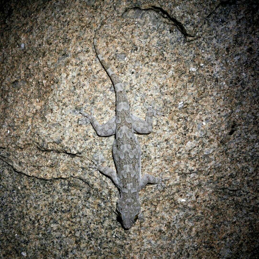 Image of Giant Leaf-toed Gecko