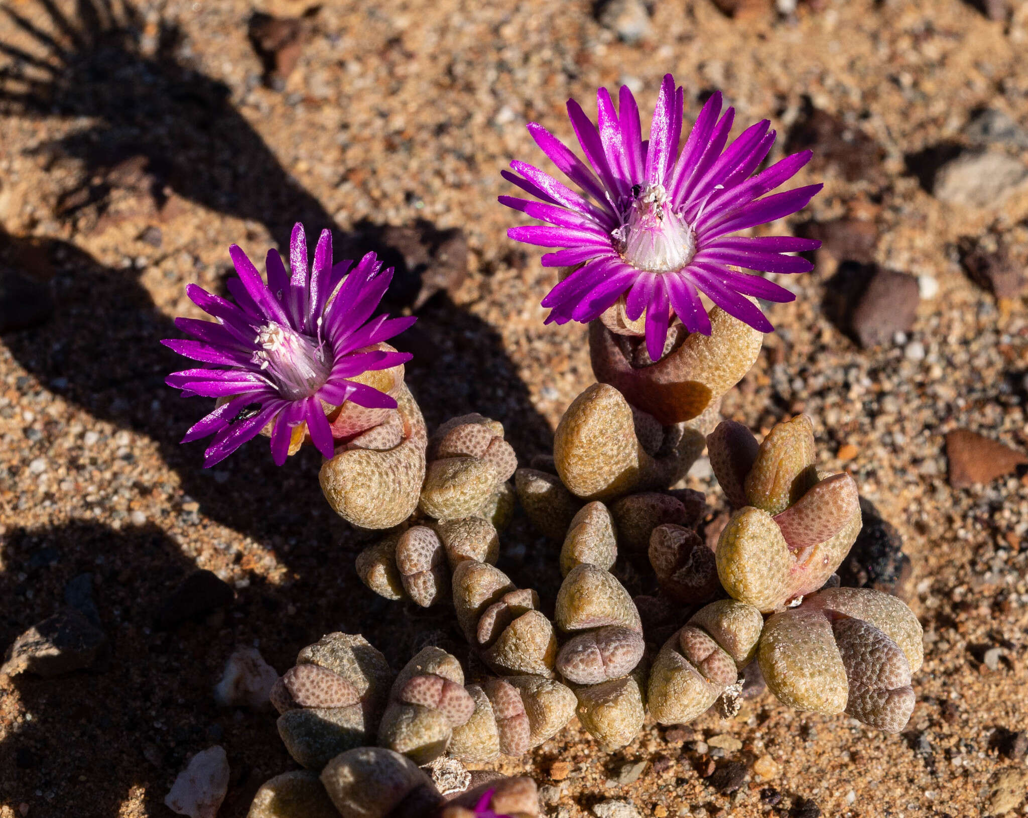 Image of Hammeria meleagris (L. Bol.) C. Klak