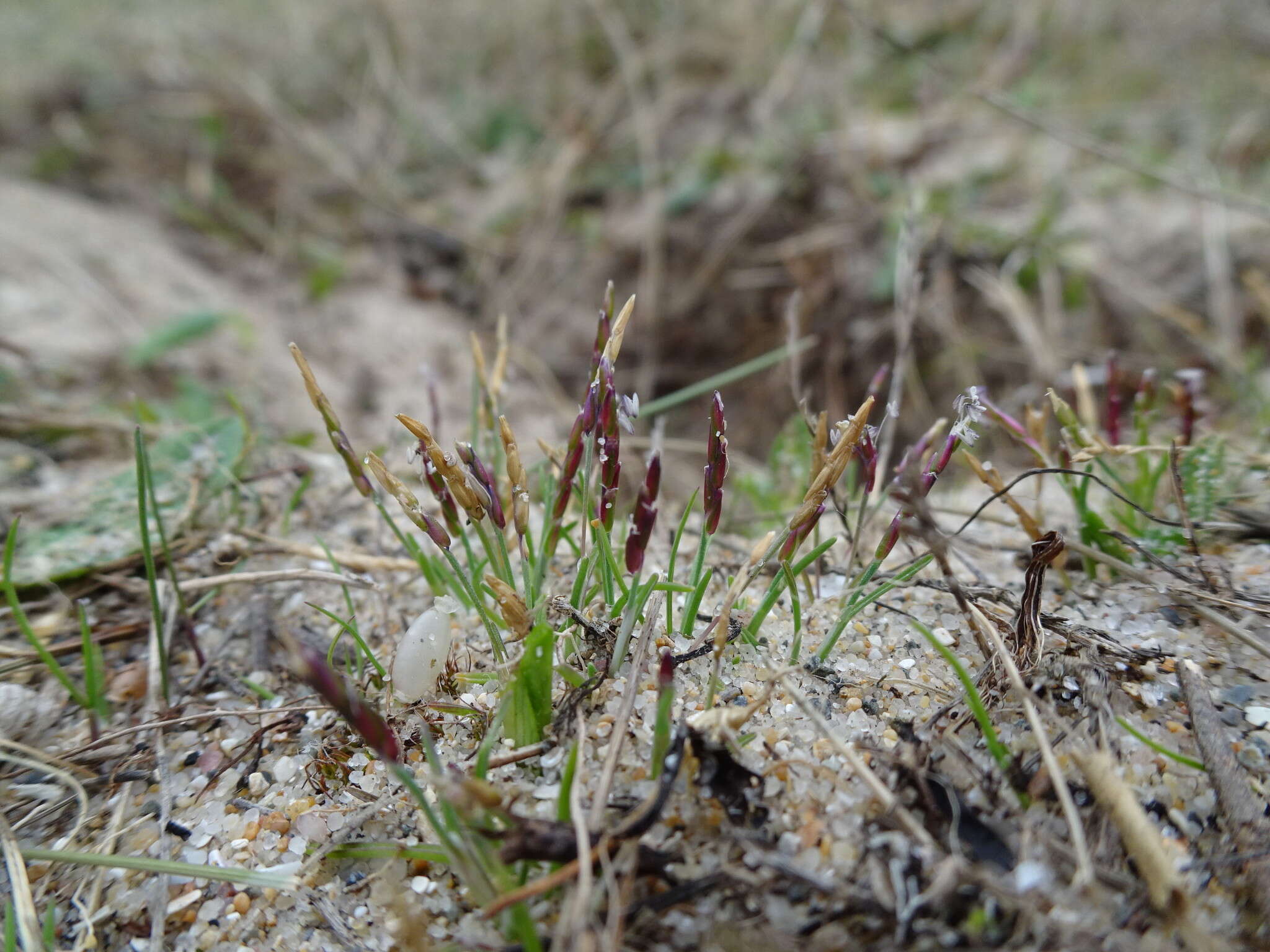 Image of early sand-grass