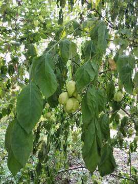 Image de arbre aux pistaches