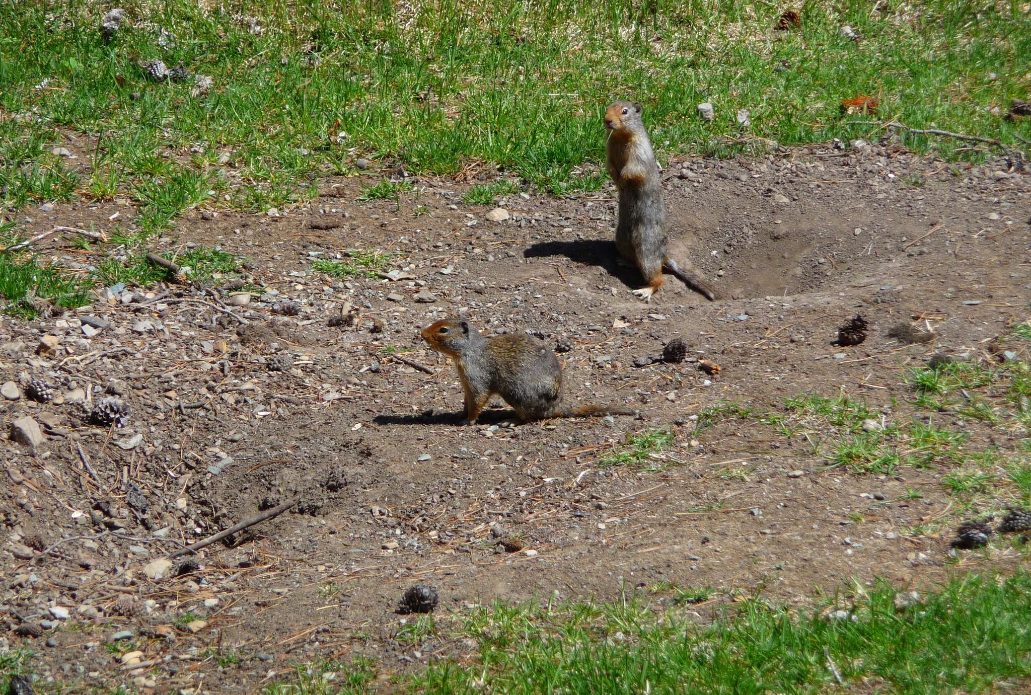 Image of Columbian ground squirrel