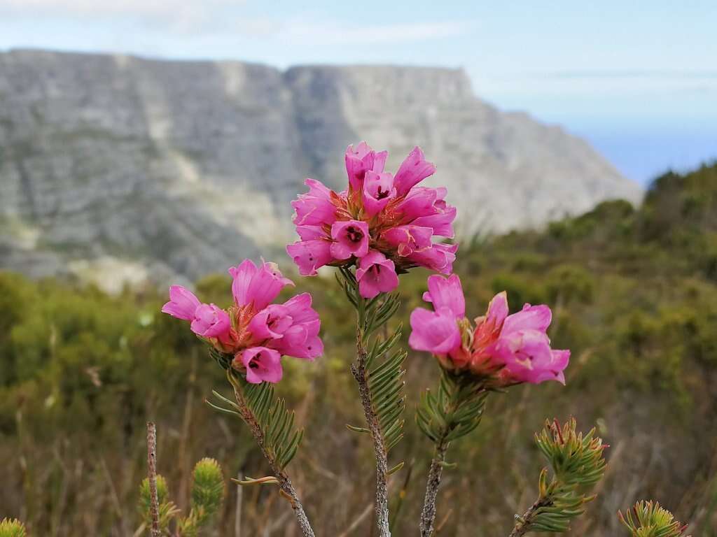 Image of Erica abietina subsp. diabolis E. G. H. Oliv. & I. M. Oliv.